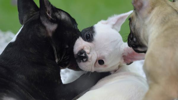 Animal, animales, perro, perros, cachorro, cachorros, perra, perras Animal, animales, perro, perros, cachorro, cachorros, perra, perras