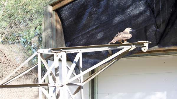 Nuevo dispositivo para evitar la electrocución de aves Nuevo dispositivo para evitar la electrocución de aves