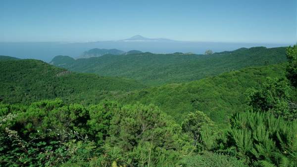 Parque Nacional de Garajonay Parque Nacional de Garajonay