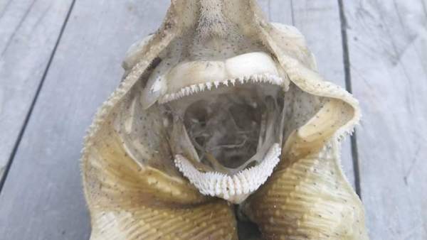 ¿Un monstruo marino? ¿Un monstruo marino?
