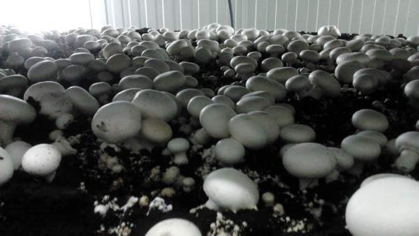 Champiñones, Agricultura, Agricultores Champiñones, Agricultura, Agricultores