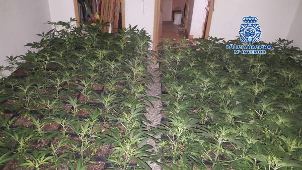 Interior de la vivienda usada para invernadero de marihuana Interior de la vivienda usada para invernadero de marihuana