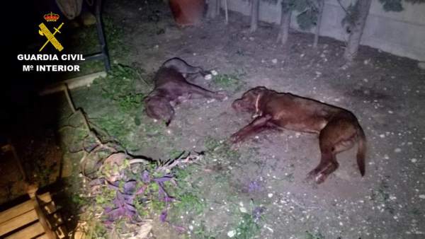 La Guàrdia Civil abat un pit bull que va entrar en una finca de Crevillent i va matar un gos La Guàrdia Civil abat un pit bull que va entrar en una finca de Crevillent i va matar un gos