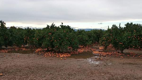 Naranjas caídas por las lluvias Naranjas caídas por las lluvias