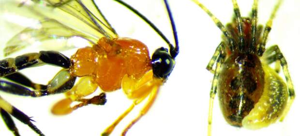 Avispa de la especie Zatypota