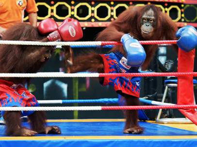Boxeo entre orangutanes