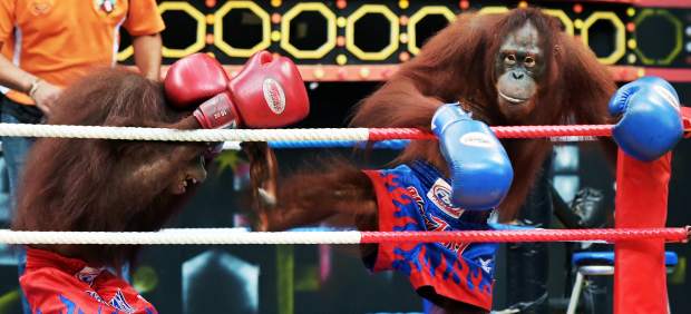 Boxeo entre orangutanes