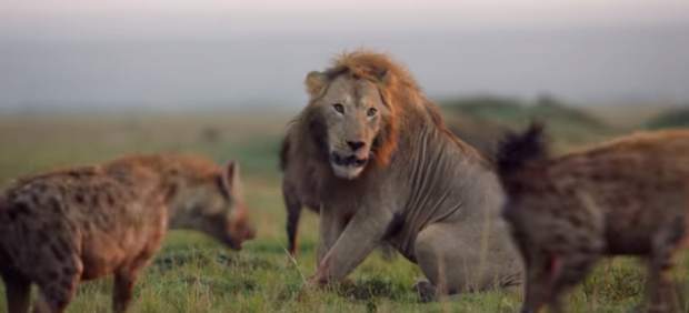 Un león, acorralado por hienas