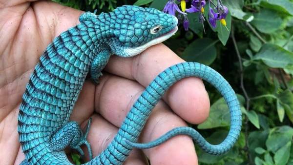 El 'dragoncito azul' El 'dragoncito azul'