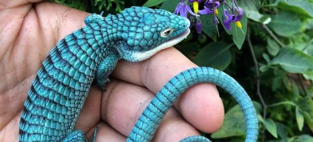 El 'dragoncito azul'