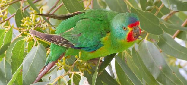 Loro migrador