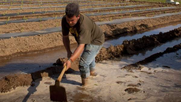 Las aguas regeneradas se pueden volver a utilizar en las explotaciones agrícolas del Baix Llobregat. Las aguas regeneradas se pueden volver a utilizar en las explotaciones agrícolas del Baix Llobregat.