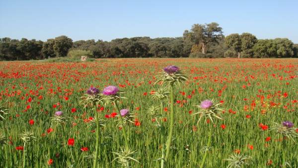 Campo de amapolas Campo de amapolas