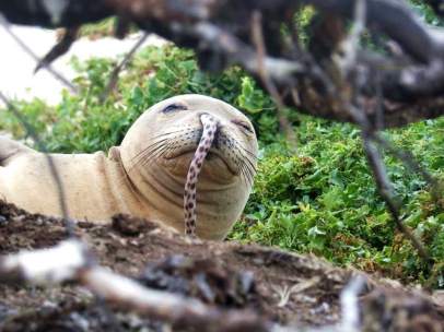 Una foca monje hawaiana