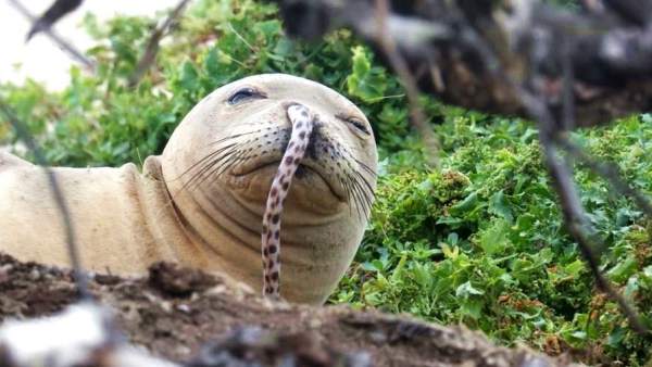 Una foca monje hawaiana Una foca monje hawaiana