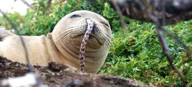Una foca monje hawaiana