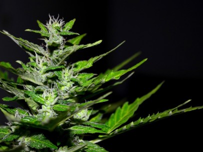 Cannabis