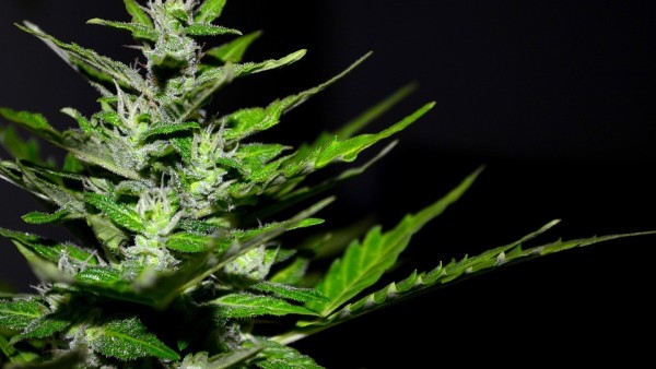 Cannabis Cannabis