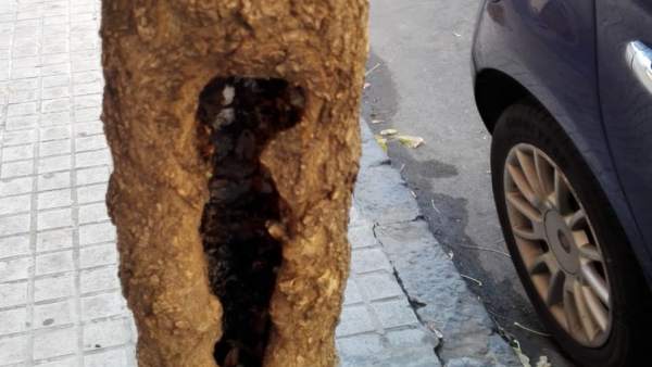 Árbol Dañado, Hueco Árbol Dañado, Hueco