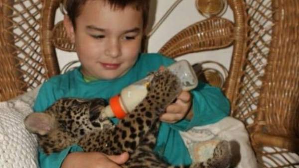 Tiago de pequeño alimentando a un jaguar Tiago de pequeño alimentando a un jaguar