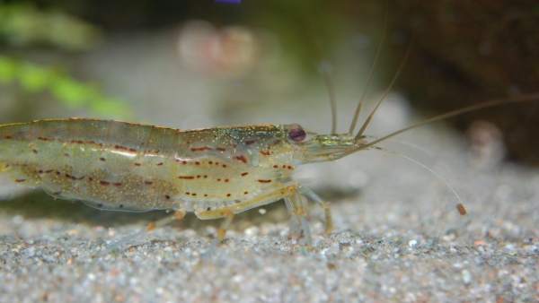 Un camarón (Litopenaeus vannamei) Un camarón (Litopenaeus vannamei)