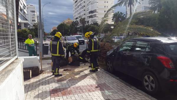 Bomberos de Málaga intervienen por fuerte viento caída palmera golpea a mujer Bomberos de Málaga intervienen por fuerte viento caída palmera golpea a mujer