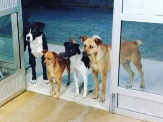 Cuatro perros esperando en la entrada de un hospital