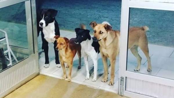 Cuatro perros esperando en la entrada de un hospital