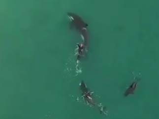 Orcas nadando