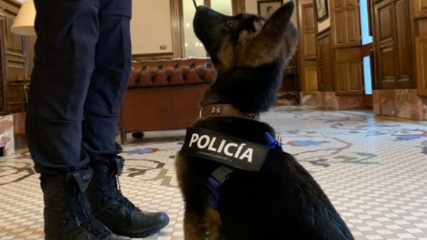 Stan Lee, el perro Policía Stan Lee, el perro Policía
