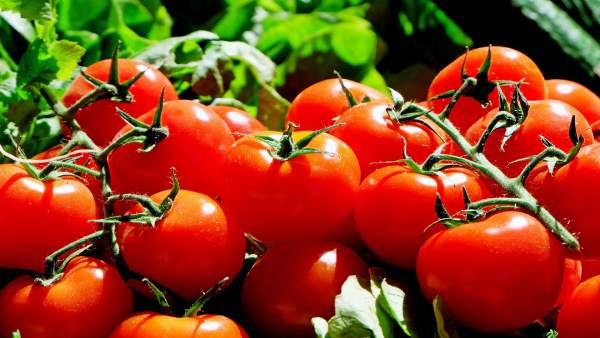 Tomates Tomates