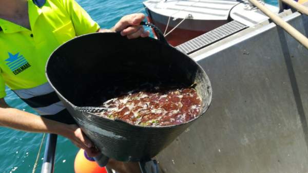 Medusas retiradas del mar en Málaga Medusas retiradas del mar en Málaga