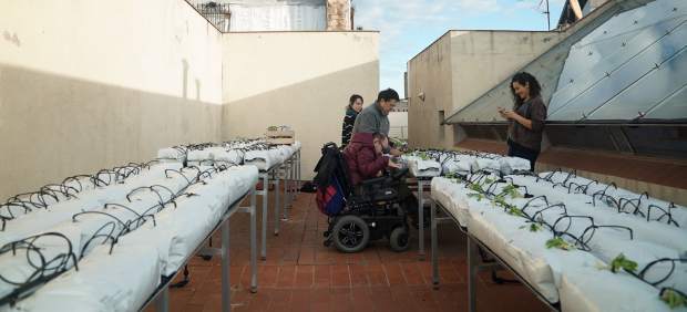 Huerto urbano municipal gestionado por personas con discapacidad en una azotea de Barcelona.