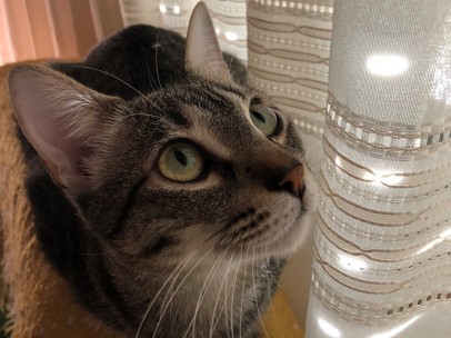 Gato, mascota