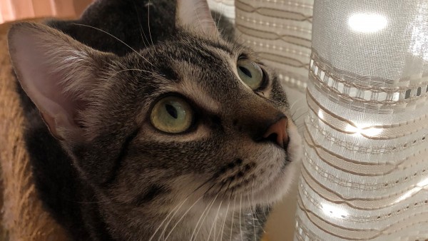Gato, mascota Gato, mascota