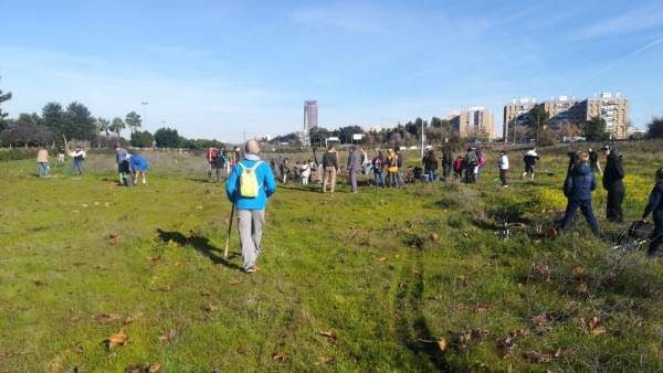 Plantación para reforestar Tablada de la plataforma Sevilla Más Verde Plantación para reforestar Tablada de la plataforma Sevilla Más Verde