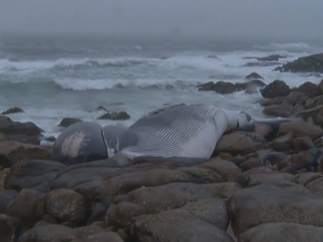 Ballena