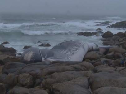 Ballena