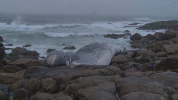 Ballena Ballena
