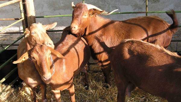 Cabras Cabras
