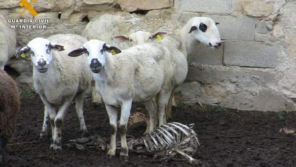 La Guardia Civil investiga a un ganadero por maltrato animal La Guardia Civil investiga a un ganadero por maltrato animal