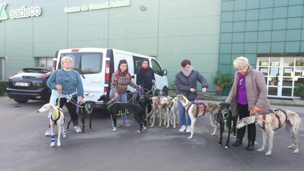 Doce galgos rescatados de la perrera Doce galgos rescatados de la perrera