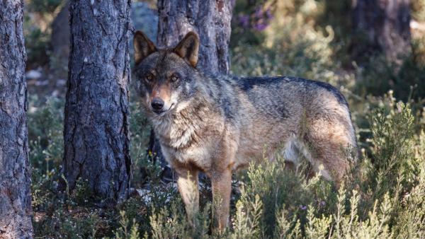 Lobo ibérico Lobo ibérico