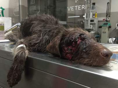 Perro abandonado con un tiro en la cabeza