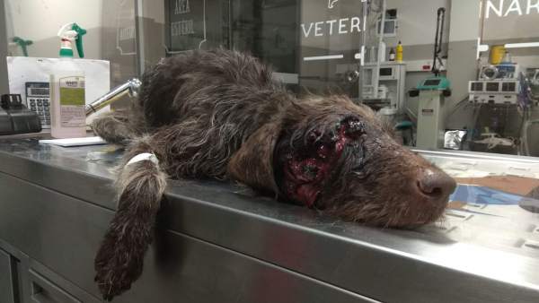 Perro abandonado con un tiro en la cabeza Perro abandonado con un tiro en la cabeza