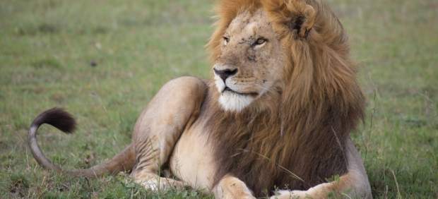 León africano
