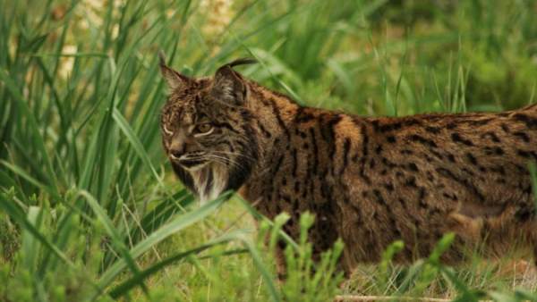 Lince ibérico Lince ibérico