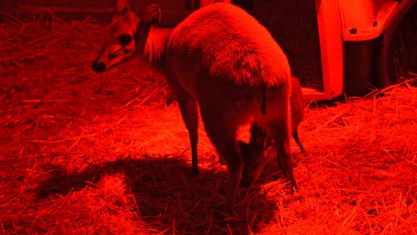 Una cria de l'antílop amenaçat Duiquer roig naix al Bioparc com el millor regal d'Any Nou Una cria de l'antílop amenaçat Duiquer roig naix al Bioparc com el millor regal d'Any Nou