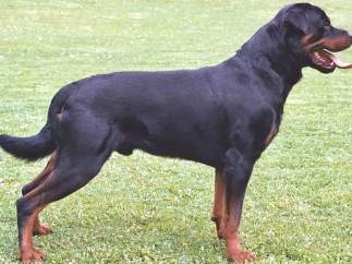 Rottweiler