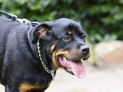 Rottweiller